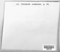 Tympanis conspersa image